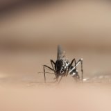 Le virus du Nil occidental est notamment véhiculé par les moutisques (image d'illustration). KEYSTONE/ENNIO LEANZA
